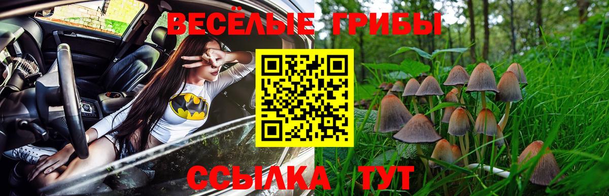 Псилоцибиновые грибы Psilocybe Лыткарино